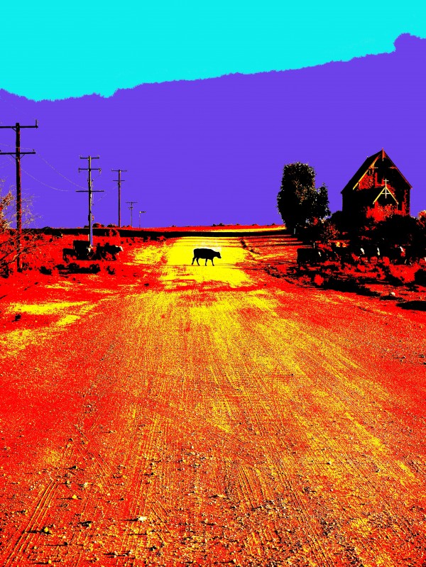 Cows Crossing - Outback Australia by Lexa Harpell